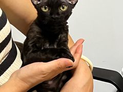 -艾贝尔动物医学中心·血液净化·神经内外科