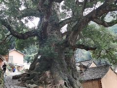 -杨家堂村