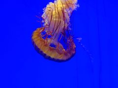 -上海海洋水族馆