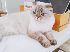 -喵园·猫主题咖啡厅·撸猫·猫咖(国贸店)