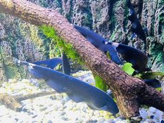 -上海海洋水族馆