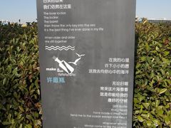 -琴岛之星摩天轮
