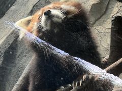 -武汉动物园