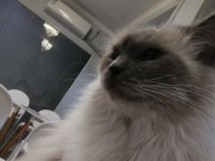 -喵的天空名猫咖啡馆·撸猫·猫舍·用品