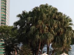 -九龙公园