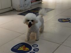-百灵动物医院