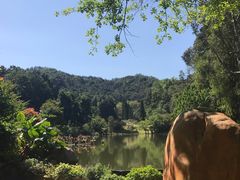 -深圳仙湖植物园