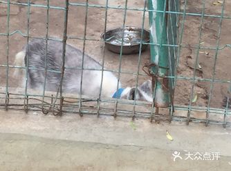 我们家孩子还和野人的小孩一起玩