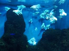 -石家庄海洋公园