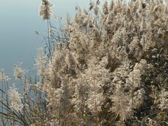 -武清南湖绿博园