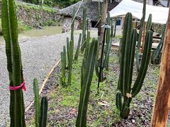 -MOJ coffee(瓯海泽雅水碓坑店)