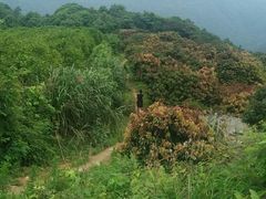 -广州市石门国家森林公园