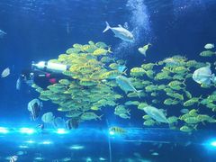 -华夏文旅海洋公园