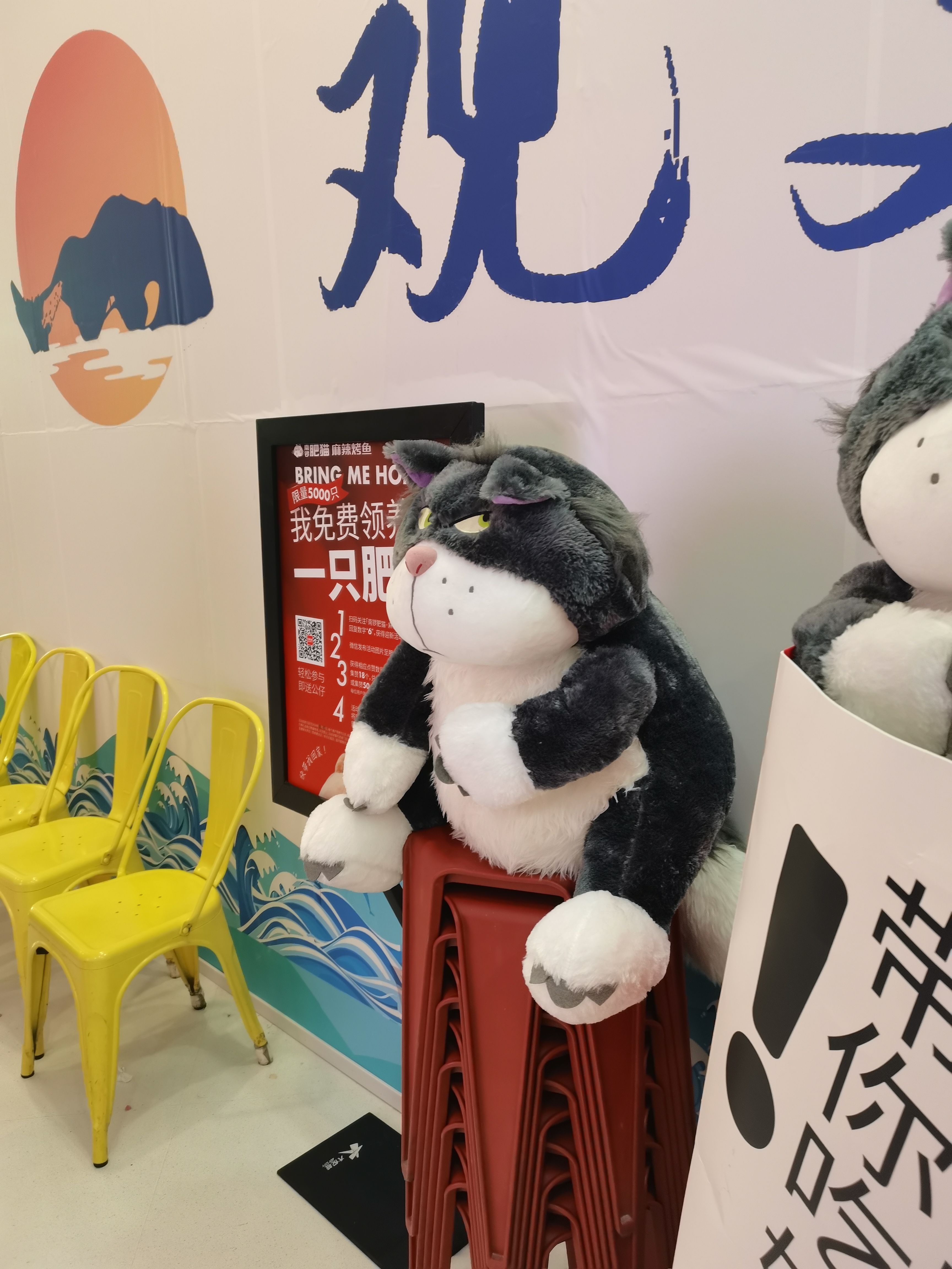 南锣肥猫的猫猫好可爱,烤鱼味道不错#朝阳