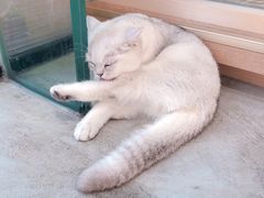 -瞄一喵猫咖(格力海岸店)