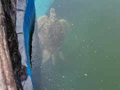 -广东惠东海龟国家级自然保护区