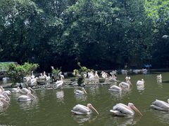 -广州长隆飞鸟乐园