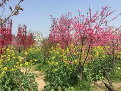 -南汇桃花村