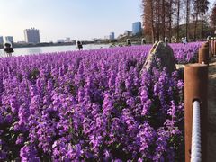 -顺峰山公园