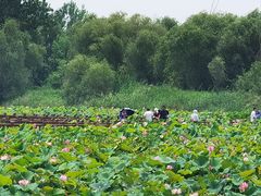 -泗洪洪泽湖湿地景区