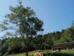 -武陵山森林公园