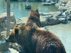 -北京野生动物园