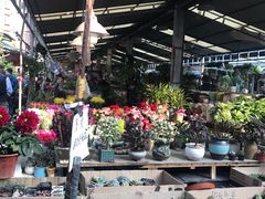 -曲阳花鸟市场(曲阳路店)