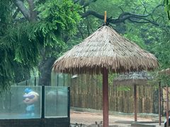 -深圳野生动物园
