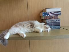 -飞行喵MR PILOT|猫舍·猫咖(静安大融城店)