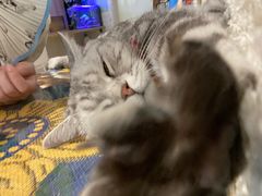 -平行世界·猫咖(首经贸店)