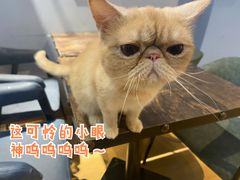 -Meowの猫咖(万家丽店)