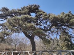 -北京西山国家森林公园