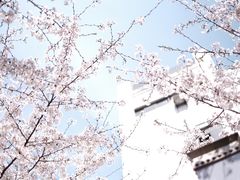 -武汉大学-樱园