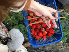 -聚缘草莓瓜果采摘基地(堵家村2店)