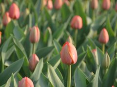 -长春公园(普阳街道)