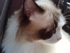 -1013 PET SHOP 宠物商店(近铁城市广场店)