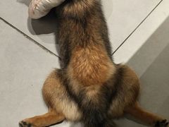 抹茶matcha的美腿-柴务处·柴犬主题狗咖