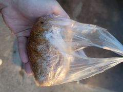 -六广门毛阿姨糯米饭