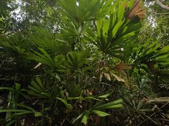 -海南热带雨林国家公园吊罗山景区