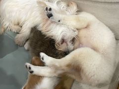 -柴犬小屋·柴餐厅·狗咖食堂(金鼎广场店)