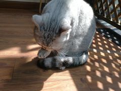 -猫友咖啡店(玉林西路店)