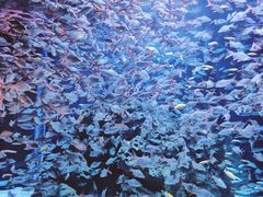 -成都浩海立方海洋公园