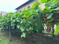 -乌村