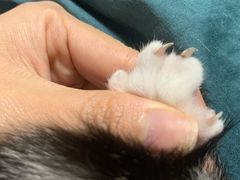 -芭比堂宠物医院·全科爱猫医院·仁德分院