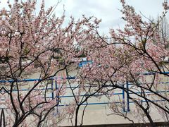 -高东镇樱花园