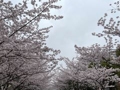 -高东镇樱花园