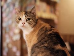 -隅cafe(傅厚岗店)