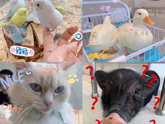 -怪兽屋·羊驼·猫咖·狗咖(俊华广场店)