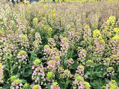 -中国天府农业博览园