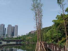 -重庆彩云湖湿地公园